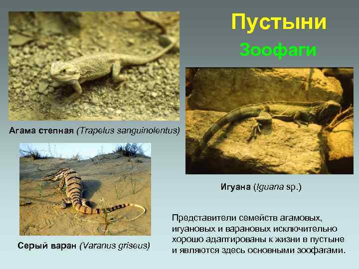 Пустыни Зоофаги Агама степная (Trapelus sanguinolentus) Игуана (Iguana sp. ) Серый варан (Varanus griseus)