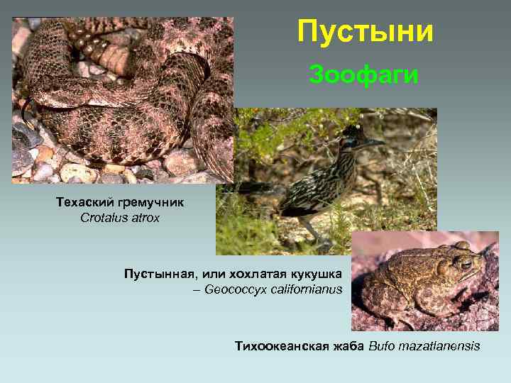 Пустыни Зоофаги Техаский гремучник Crotalus atrox Пустынная, или хохлатая кукушка – Geococcyx californianus Тихоокеанская