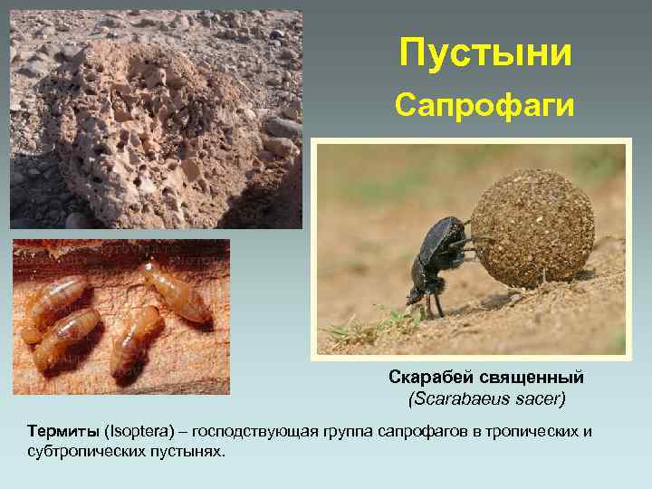 Пустыни Сапрофаги Скарабей священный (Scarabaeus sacer) Термиты (Isoptera) – господствующая группа сапрофагов в тропических