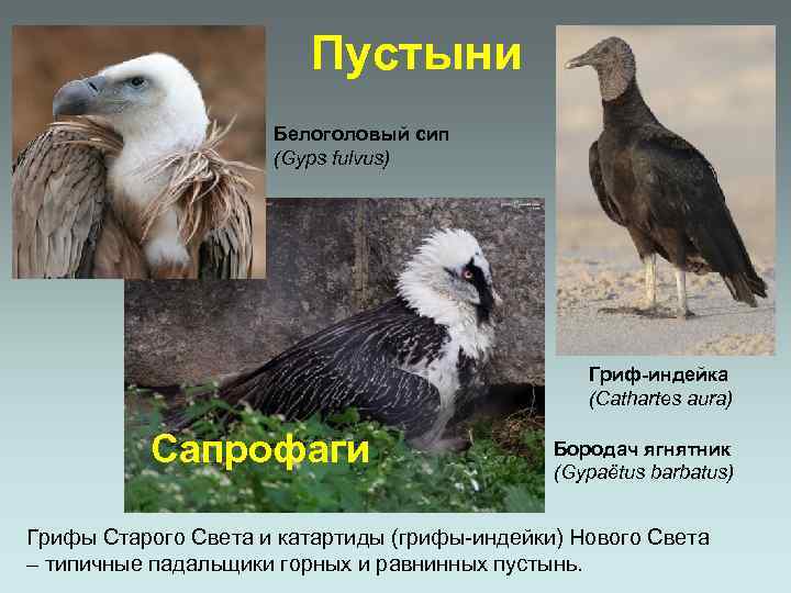 Пустыни Белоголовый сип (Gyps fulvus) Гриф-индейка (Cathartes aura) Сапрофаги Бородач ягнятник (Gypaëtus barbatus) Грифы