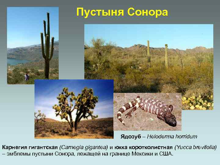 Пустыня Сонора Ядозуб – Heloderma horridum Карнегия гигантская (Carnegia gigantea) и юкка коротколистная (Yucca