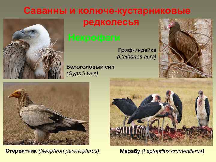 Саванны и колюче-кустарниковые редколесья Некрофаги Гриф-индейка (Cathartes aura) Белоголовый сип (Gyps fulvus) Стервятник (Neophron