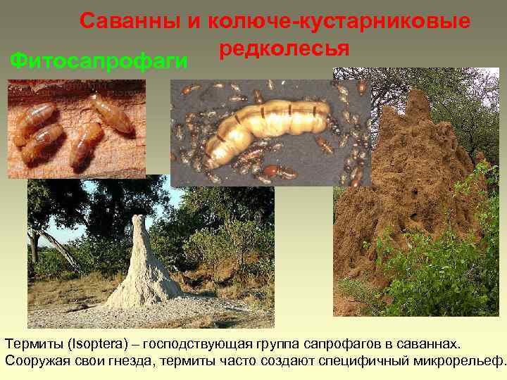 Саванны и колюче-кустарниковые редколесья Фитосапрофаги Термиты (Isoptera) – господствующая группа сапрофагов в саваннах. Сооружая