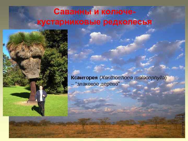 Саванны и колючекустарниковые редколесья Ксанторея (Xanthorrhoea malacophylla) – “злаковое дерево” 