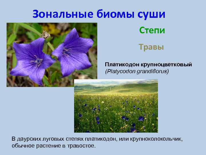 Зональные биомы суши Степи Травы Платикодон крупноцветковый (Platycodon grandiflorus) В даурских луговых степях платикодон,