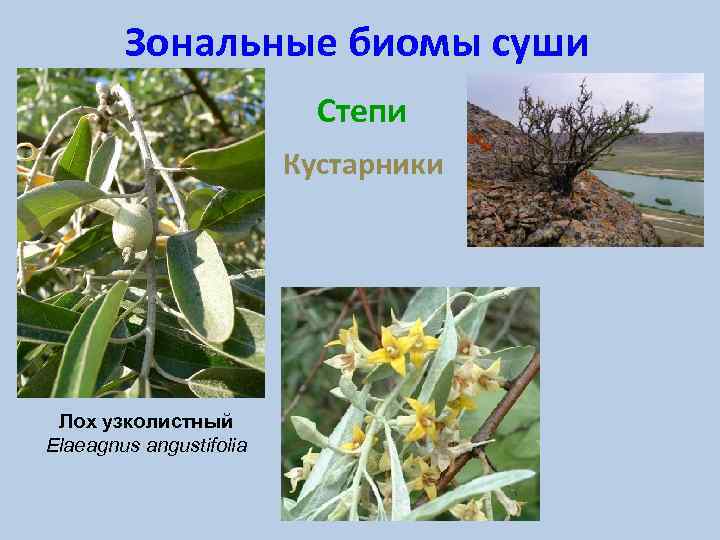 Зональные биомы суши Степи Кустарники Лох узколистный Elaeagnus angustifolia 