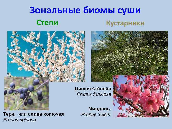 Зональные биомы суши Степи Кустарники Вишня степная Prunus fruticosa Терн, или слива колючая Prunus