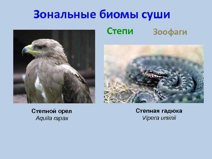 Зональные биомы суши Степной орел Aquila rapax Зоофаги Степная гадюка Vipera ursinii 