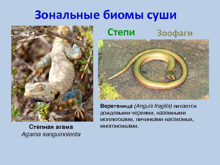 Зональные биомы суши Степная агама Agama sanguinolenta Зоофаги Веретеница (Anguis fragilis) питается дождевыми червями,