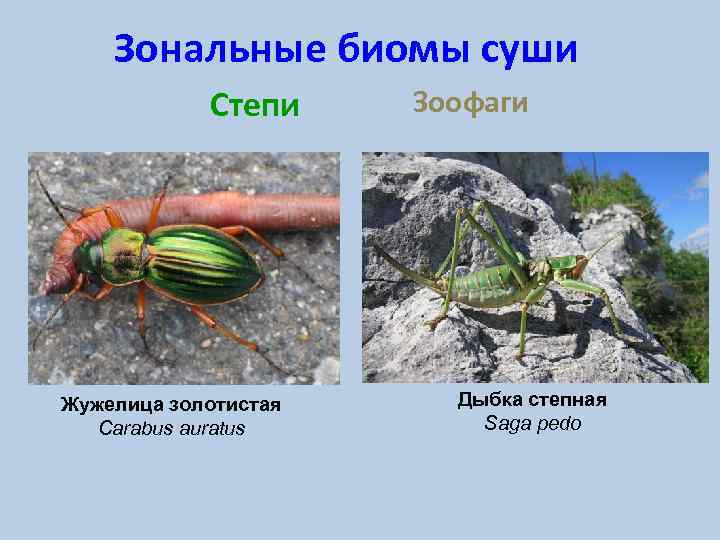 Зональные биомы суши Степи Жужелица золотистая Carabus auratus Зоофаги Дыбка степная Saga pedo 