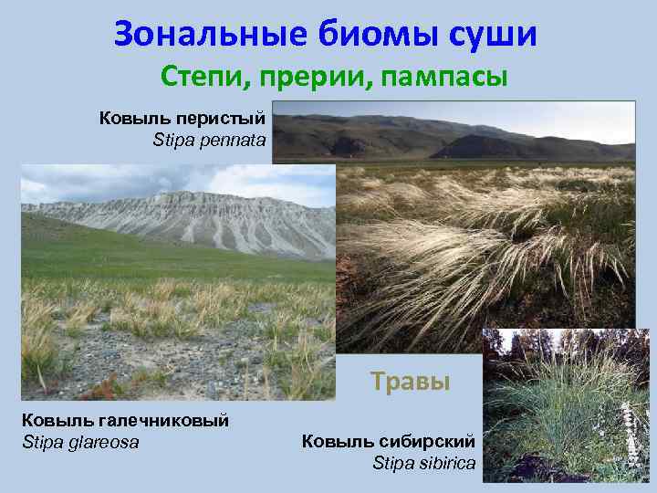 Зональные биомы суши Степи, прерии, пампасы Ковыль перистый Stipa pennata Травы Ковыль галечниковый Stipa