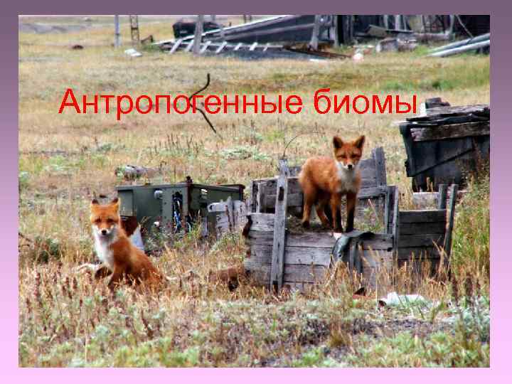 Антропогенные биомы 