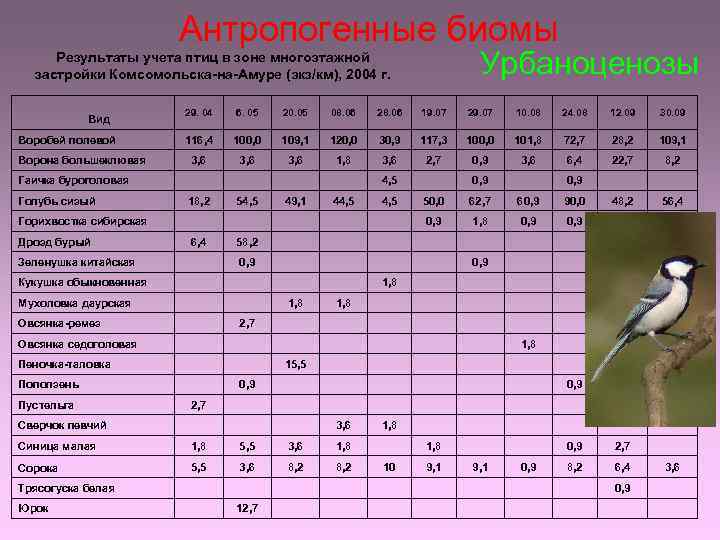 Антропогенные биомы Урбаноценозы Результаты учета птиц в зоне многоэтажной застройки Комсомольска-на-Амуре (экз/км), 2004 г.