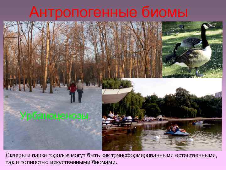 Антропогенные биомы Урбаноценозы Скверы и парки городов могут быть как трансформированными естественными, так и