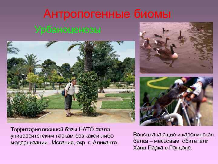 Антропогенные биомы Урбаноценозы Территория военной базы НАТО стала университетским паркам без какой-либо модернизации. Испания,
