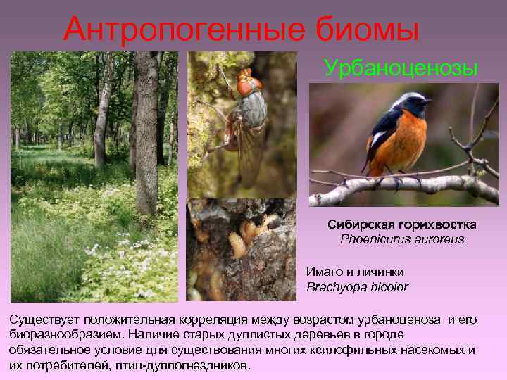 Антропогенные биомы Урбаноценозы Сибирская горихвостка Phoenicurus auroreus Имаго и личинки Brachyopa bicolor Существует положительная