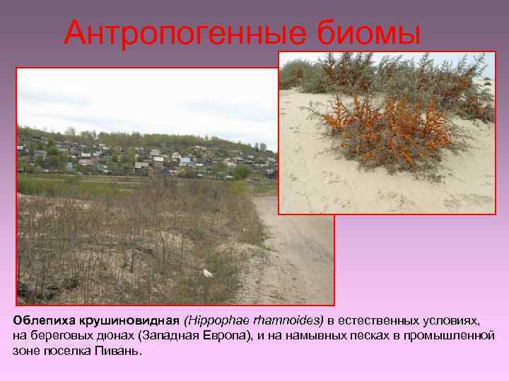 Антропогенные биомы Облепиха крушиновидная (Hippophae rhamnoides) в естественных условиях, на береговых дюнах (Западная Европа),