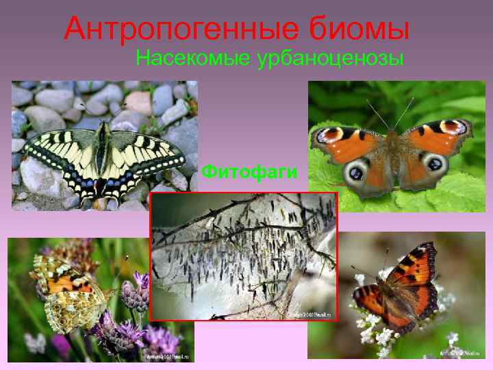 Антропогенные биомы Насекомые урбаноценозы Фитофаги 
