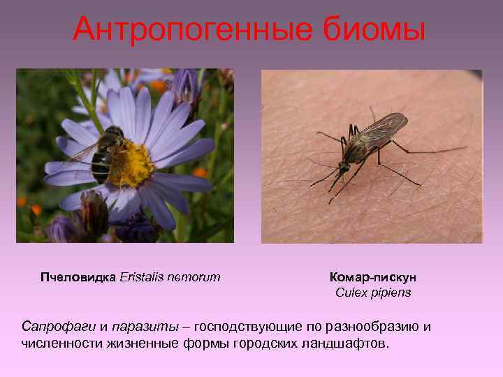 Антропогенные биомы Пчеловидка Eristalis nemorum Комар-пискун Culex pipiens Сапрофаги и паразиты – господствующие по