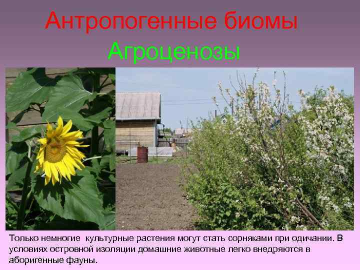 Антропогенные биомы Агроценозы Только немногие культурные растения могут стать сорняками при одичании. В условиях