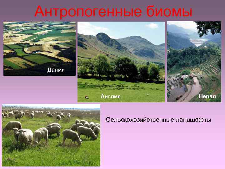 Антропогенные биомы Дания Англия Непал Сельскохозяйственные ландшафты 