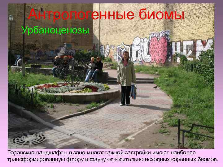 Антропогенные биомы Урбаноценозы Городские ландшафты в зоне многоэтажной застройки имеют наиболее трансформированную флору и