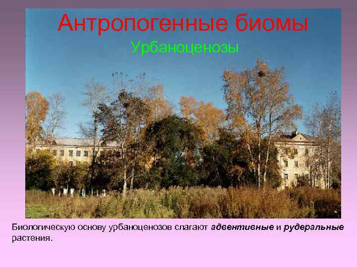 Антропогенные биомы Урбаноценозы Биологическую основу урбаноценозов слагают адвентивные и рудеральные растения. 