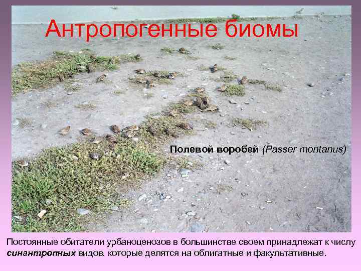 Антропогенные биомы Полевой воробей (Passer montanus) Постоянные обитатели урбаноценозов в большинстве своем принадлежат к