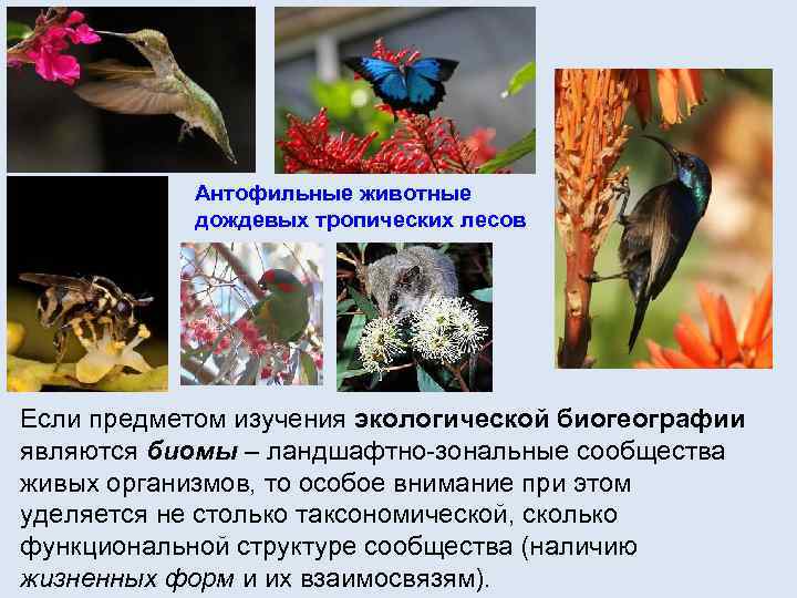 Антофильные животные дождевых тропических лесов Если предметом изучения экологической биогеографии являются биомы – ландшафтно-зональные