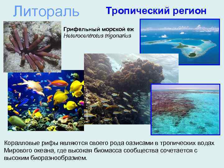 Литораль Тропический регион Грифельный морской еж Heterocentrotus trigonarius Коралловые рифы являются своего рода оазисами