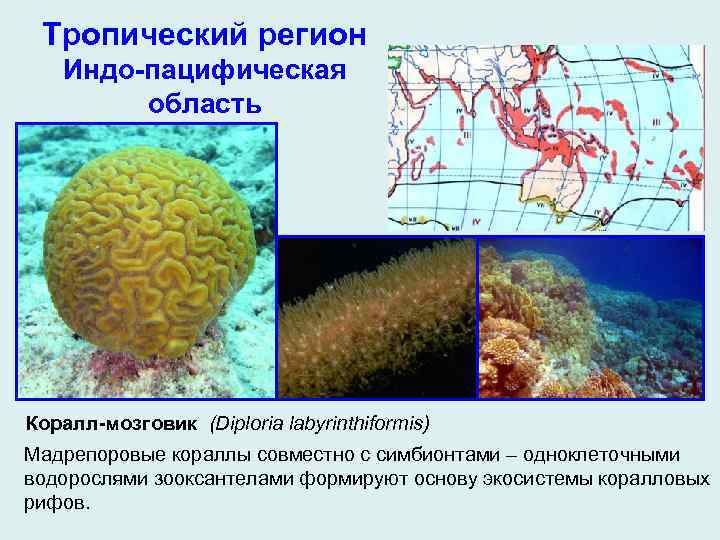 Тропический регион Индо-пацифическая область Коралл-мозговик (Diploria labyrinthiformis) Мадрепоровые кораллы совместно с симбионтами – одноклеточными