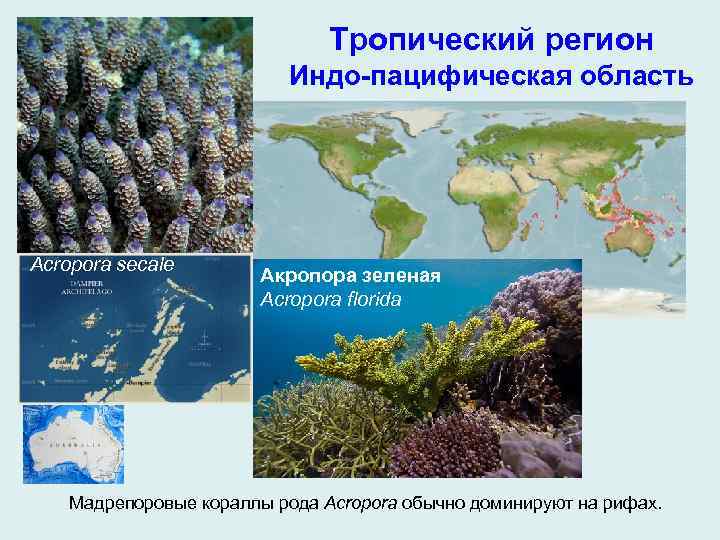 Тропический регион Индо-пацифическая область Acropora secale Акропора зеленая Acropora florida Мадрепоровые кораллы рода Acropora