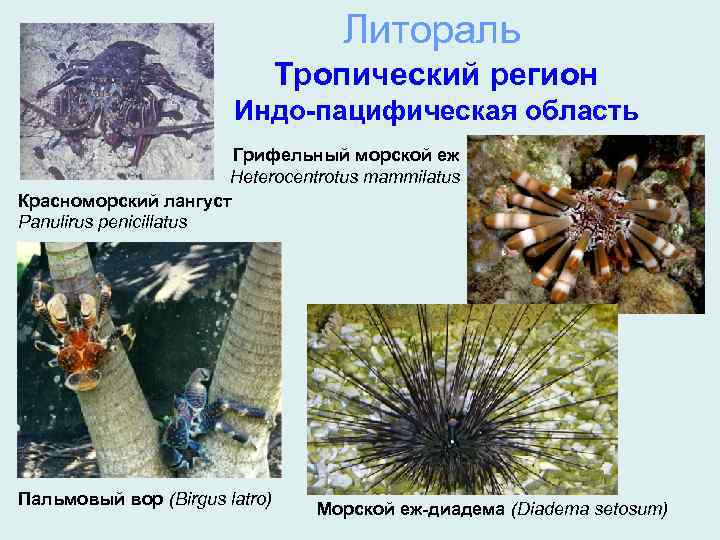 Литораль Тропический регион Индо-пацифическая область Грифельный морской еж Heterocentrotus mammilatus Красноморский лангуст Panulirus penicillatus