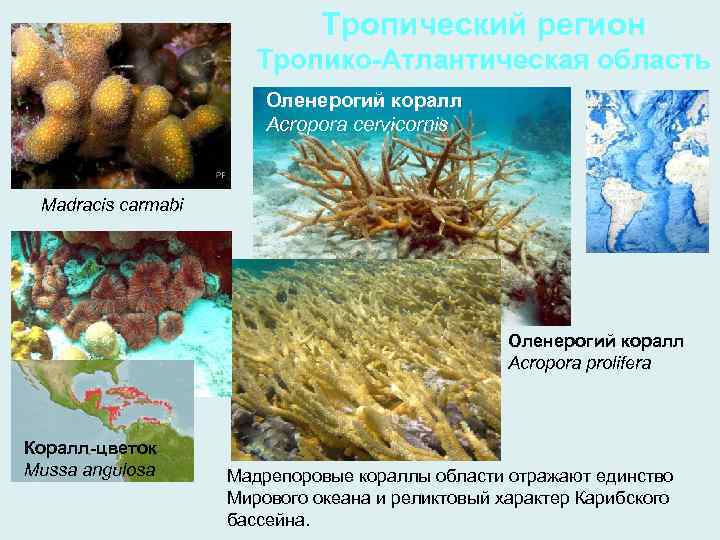 Тропический регион Тропико-Атлантическая область Оленерогий коралл Acropora cervicornis Madracis carmabi Оленерогий коралл Acropora prolifera