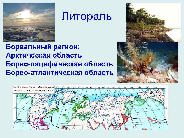 Литораль Бореальный регион: Арктическая область Борео-пацифическая область Борео-атлантическая область 