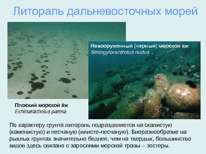 Литораль дальневосточных морей Невооруженный (черный) морской еж Strongylocentrotus nudus Плоский морской ёж Echinarachnius parma