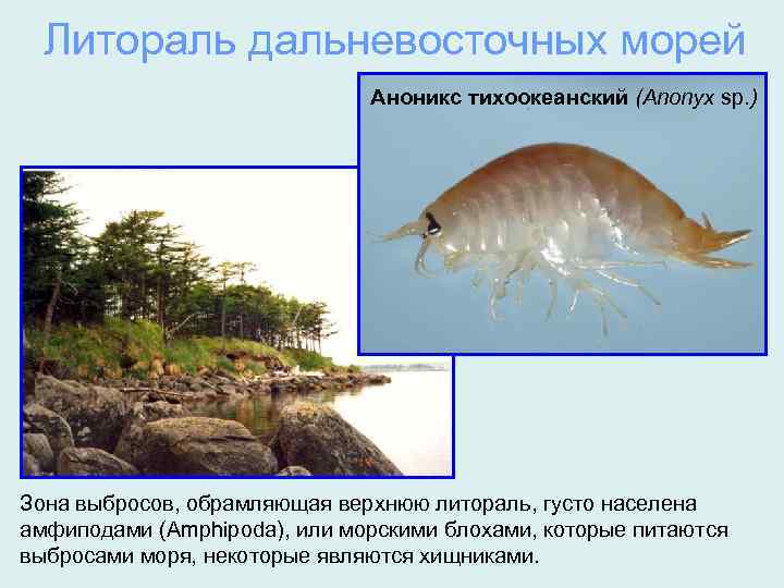 Литораль дальневосточных морей Аноникс тихоокеанский (Anonyx sp. ) Зона выбросов, обрамляющая верхнюю литораль, густо