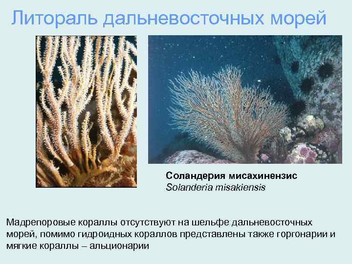 Литораль дальневосточных морей Соландерия мисахинензис Solanderia misakiensis Мадрепоровые кораллы отсутствуют на шельфе дальневосточных морей,