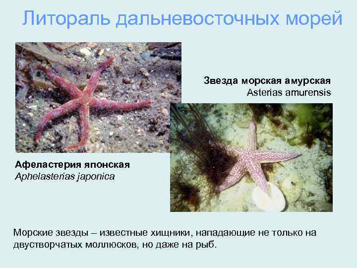 Литораль дальневосточных морей Звезда морская амурская Asterias amurensis Афеластерия японская Aphelasterias japonica Морские звезды