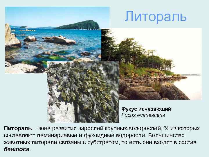 Литораль Фукус исчезающий Fucus evanescens Литораль – зона развития зарослей крупных водорослей, ¾ из