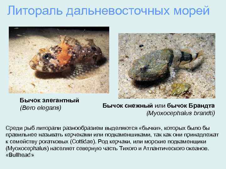 Литораль дальневосточных морей Бычок элегантный (Bero elegans) Бычок снежный или бычок Брандта (Myoxocephalus brandti)