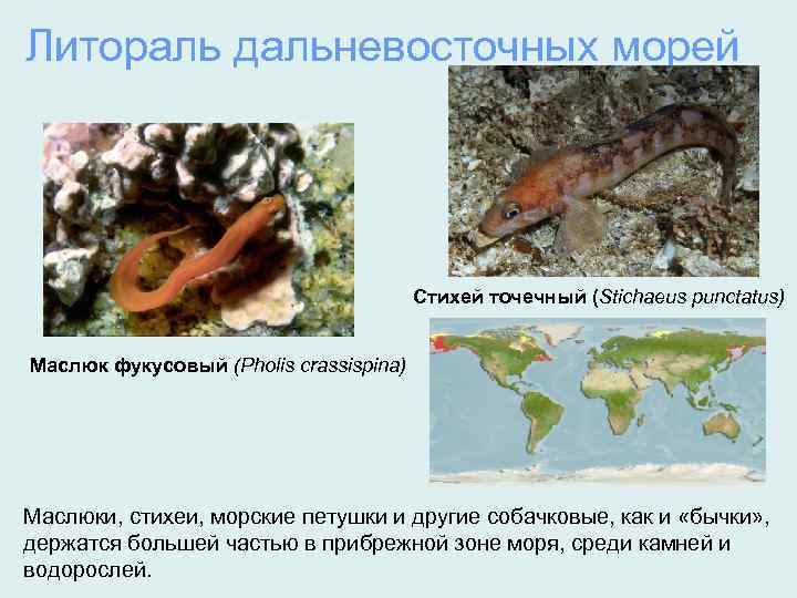 Литораль дальневосточных морей Стихей точечный (Stichaeus punctatus) Маслюк фукусовый (Pholis crassispina) Маслюки, стихеи, морские