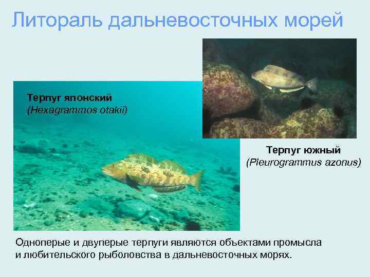 Литораль дальневосточных морей Терпуг японский (Hexagrammos otakii) Терпуг южный (Pleurogrammus azonus) Одноперые и двуперые