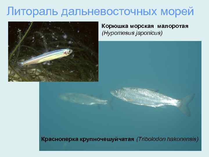 Литораль дальневосточных морей Корюшка морская малоротая (Hypomesus japonicus) Красноперка крупночешуйчатая (Tribolodon hakonensis) 