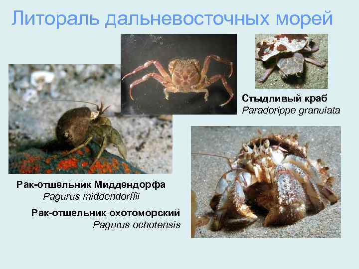 Литораль дальневосточных морей Стыдливый краб Paradorippe granulata Рак-отшельник Миддендорфа Pagurus middendorffii Рак-отшельник охотоморский Pagurus