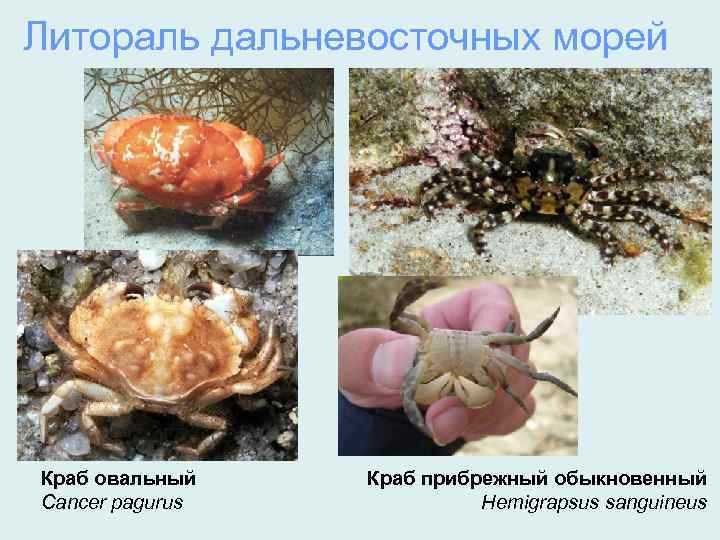 Литораль дальневосточных морей Краб овальный Cancer pagurus Краб прибрежный обыкновенный Hemigrapsus sanguineus 