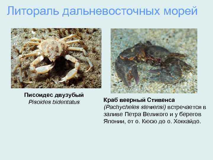 Литораль дальневосточных морей Писоидес двузубый Pisoides bidentatus Краб веерный Стивенса (Pachycheles stewensi) встречается в