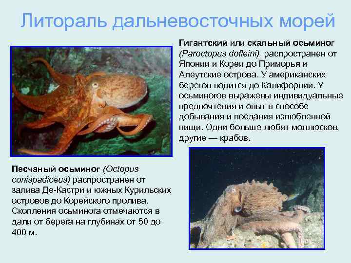 Литораль дальневосточных морей Гигантский или скальный осьминог (Paroctopus dofleini) распространен от Японии и Кореи