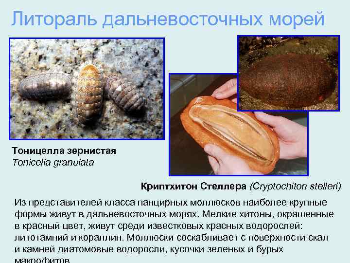 Литораль дальневосточных морей Тоницелла зернистая Tonicella granulata Криптхитон Стеллера (Cryptochiton stelleri) Из представителей класса