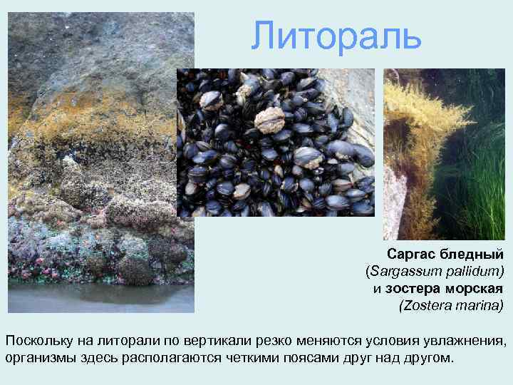 Литораль Саргас бледный (Sargassum pallidum) и зостера морская (Zostera marina) Поскольку на литорали по